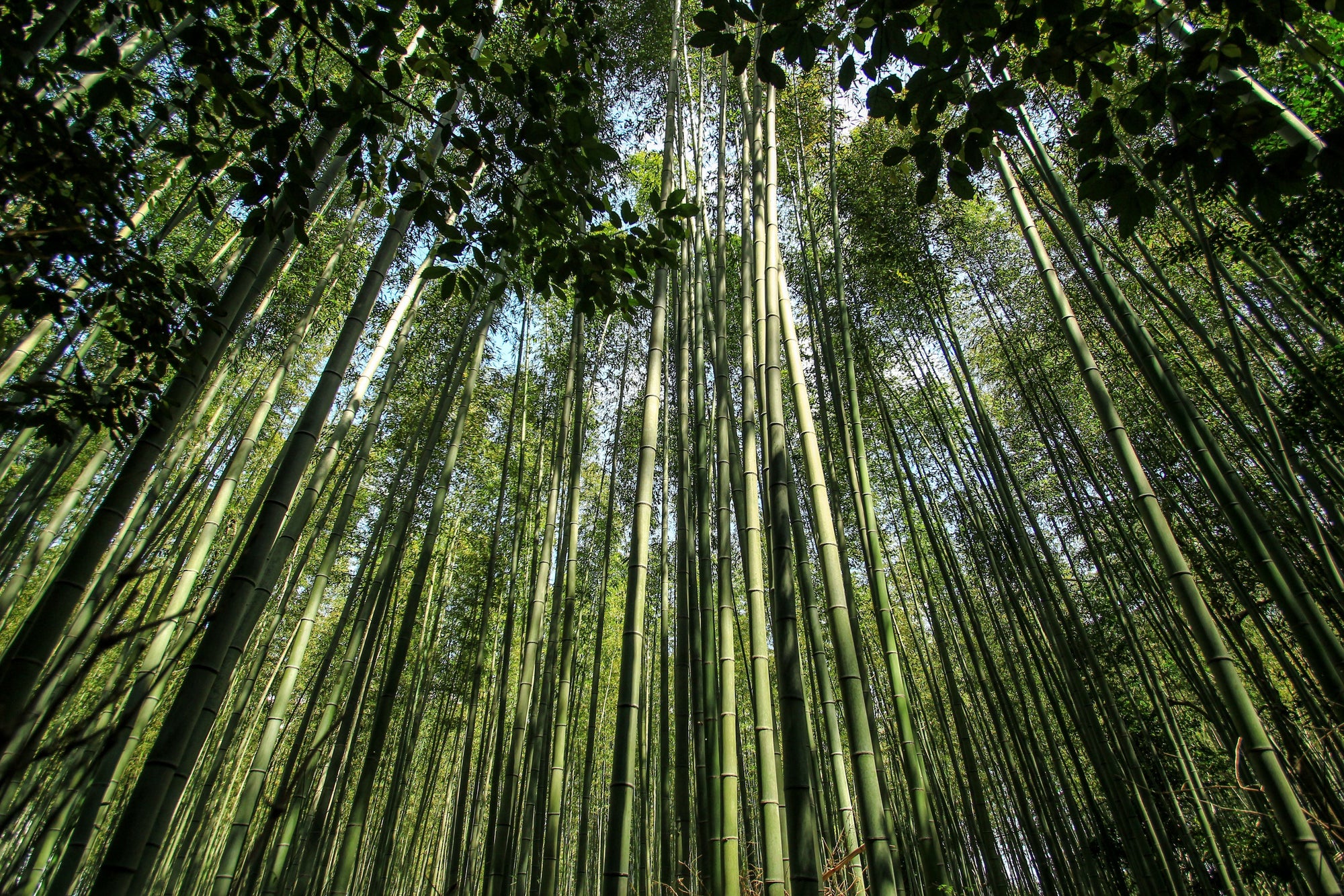 Tall bamboo stalks reaching upward through a dense bamboo forest canopy with sunlight filtering through the leaves